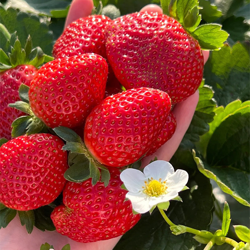 Sweet Dreamland Cream Strawberry Seeds