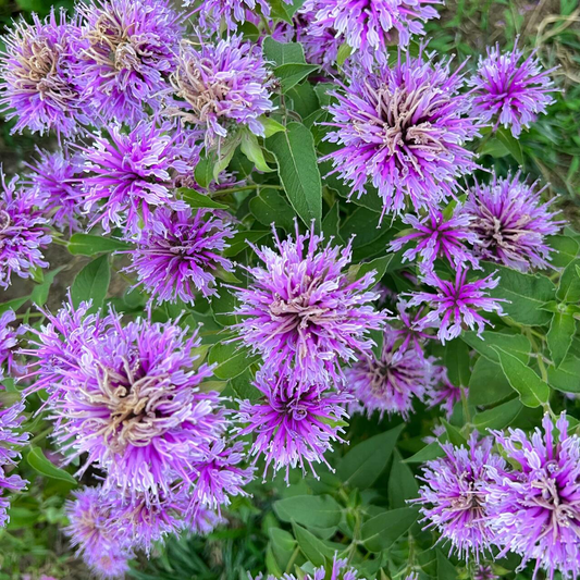 Bee Balm - Wild Bergamot Seeds