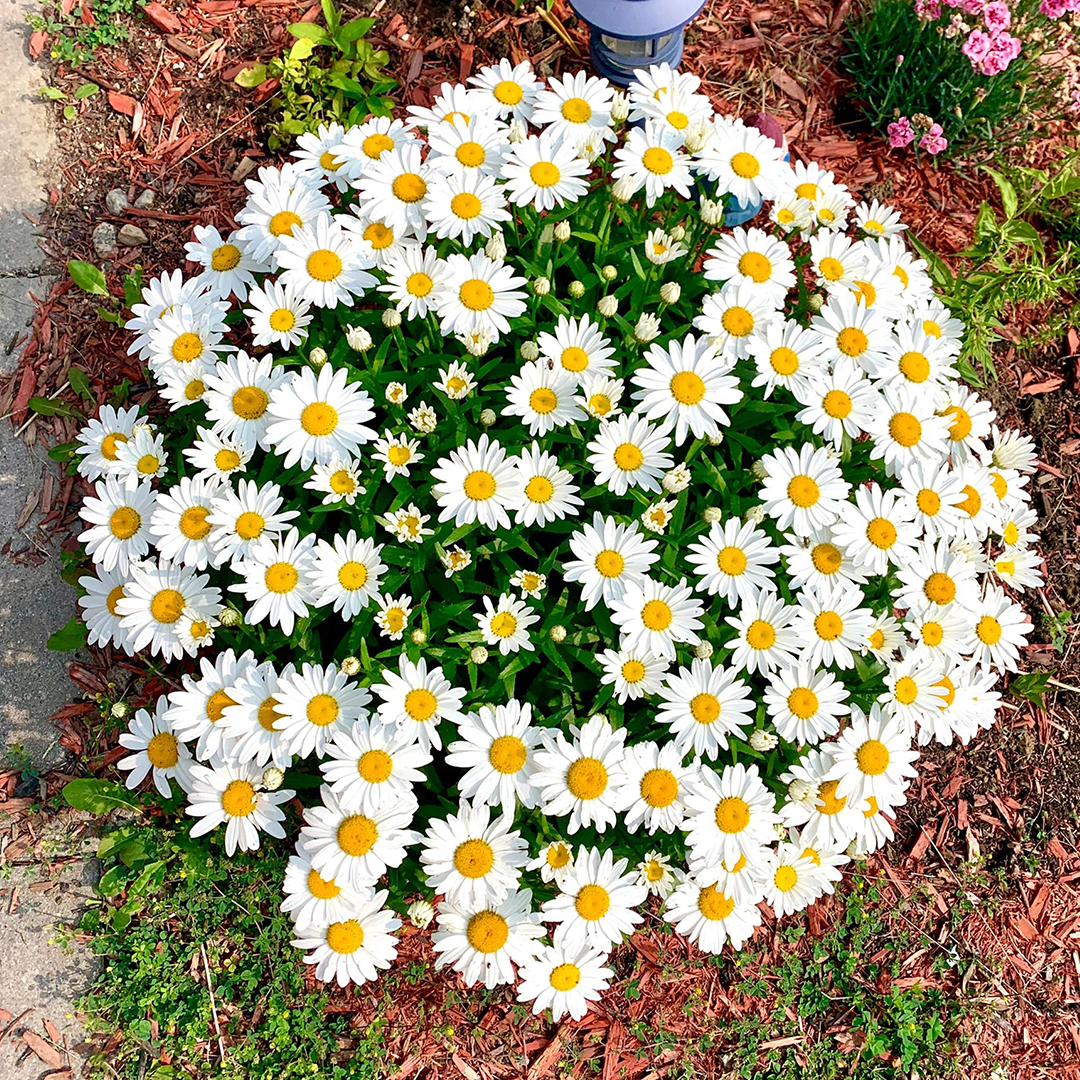 Popular Groundcover-Daisy Seeds