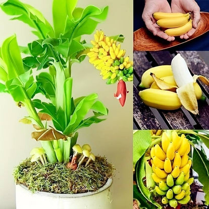 🔥Last Day Sale - 60% OFF 🍌Rare Fruit Seeds for Planting 100 Banana Tree Seeds for Planting