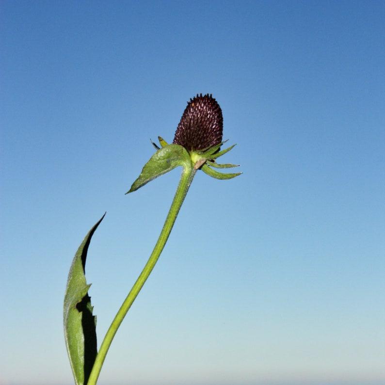 WESTERN CONEFLOWER Rudbeckia Occidentalis Green Wizard aka Rayless Naked Chocolate Black Flower Herb Seeds