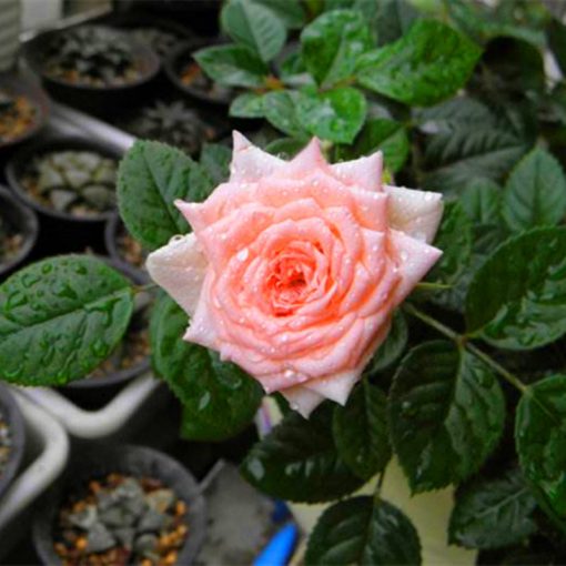 🌺Last Day Sale - 60% OFF💐Beautiful Mini Rose Seeds