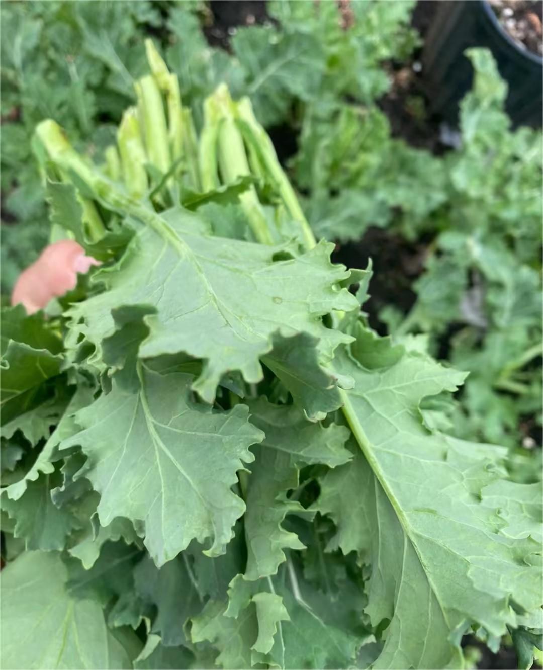 Premier Kale