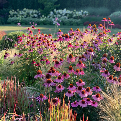 Purple Coneflowers&Black Eyed Susan Mix