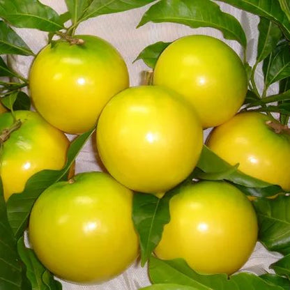 Golden Fruit Seeds-Abiu Fruit-Pouteria Caimito