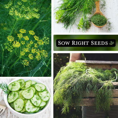 😍Last Day Sale - 60% OFF✨Dill Seeds