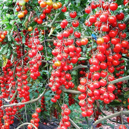 Tomato Supersweet 100 F1 Hybrid Seeds🍅