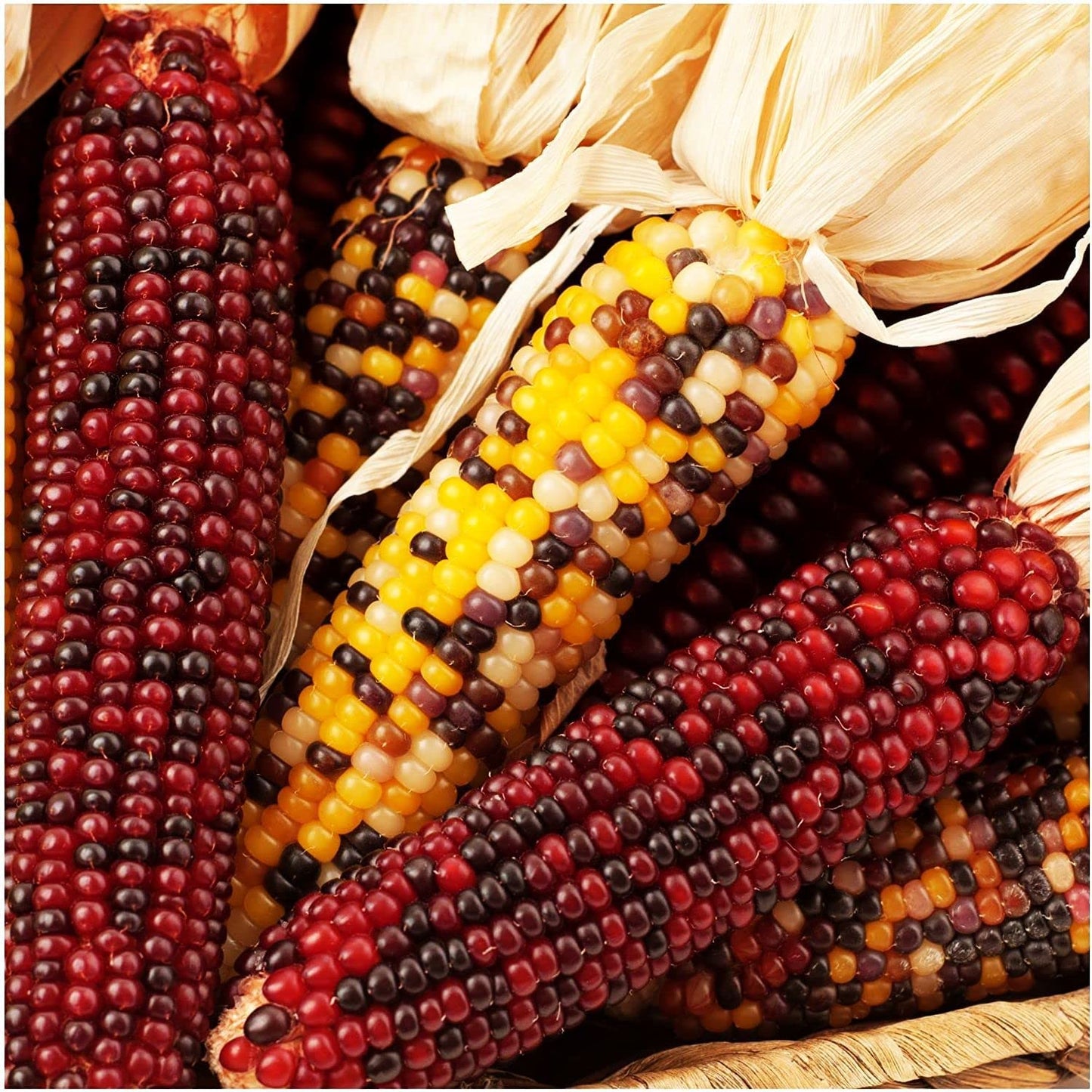 Decorative Corn Gem corn  Seeds