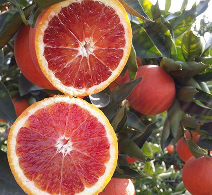 🍊Red Flesh Blood Orange Seeds(Can be potted)