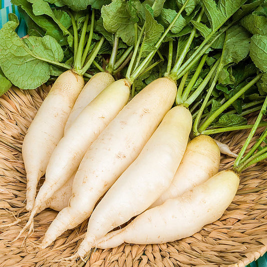 💎White Icicle Radish,Easy to grow, high yield:  the new star of the family garden! 🥕