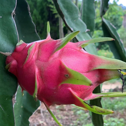 Multi-colored Dragon Fruit Seeds