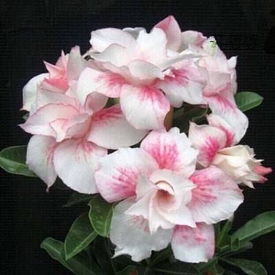 💐Desert Rose Seeds💖Various Colors🌱Long Flowering Period