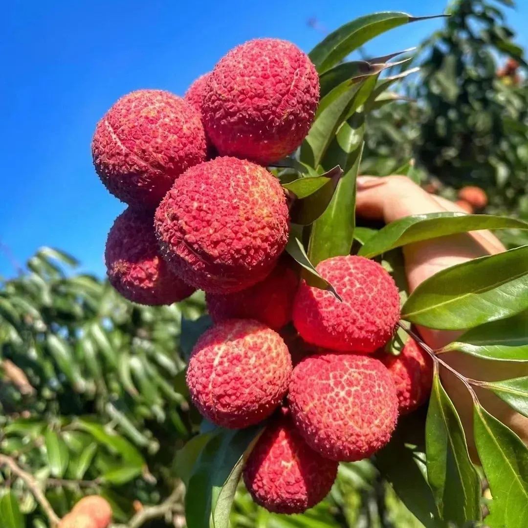 🔥Last Day Sale - 60% OFF🌿Seedless Lychee Seeds