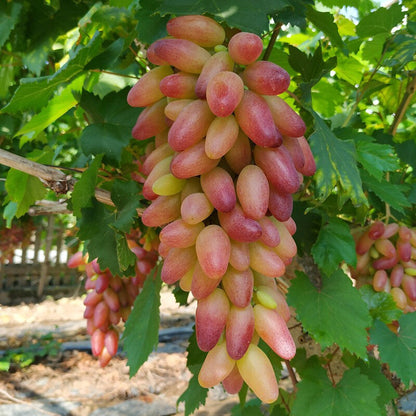 Last Day Sale - 60% OFF🍇Manicure Finger Grapes Seeds(98% Germination)