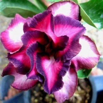 💐Desert Rose Seeds💖Various Colors🌱Long Flowering Period