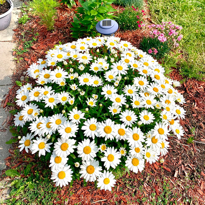 Popular Groundcover-Daisy Seeds