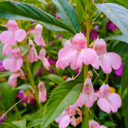 Best Flower For Shade: Mixed Impatiens Seeds