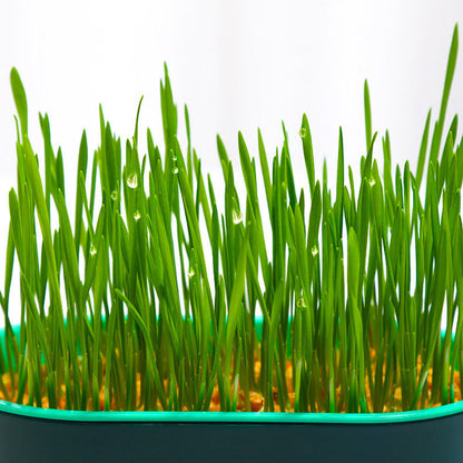 🔥Limited Time Special Offer 😻Soilless Cat Grass Seeds+Hydroponic Box