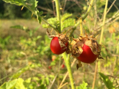 Litchi Tomato AKA Morelle de Balbis Seeds (Certified Organic)