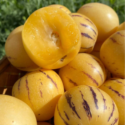 Last Day Sale - 60% OFF🍈 Solanum Muricatum Melon Pear（Ginseng fruit）Seeds(98% Germination)⚡