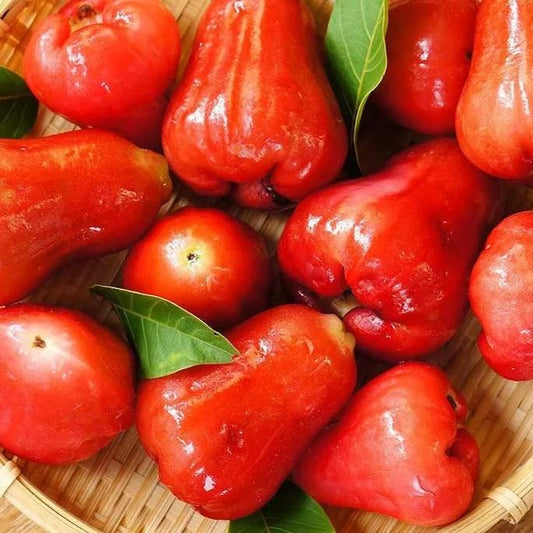 🔥HOT SALE-Wax-apple Fruit Seeds🍹