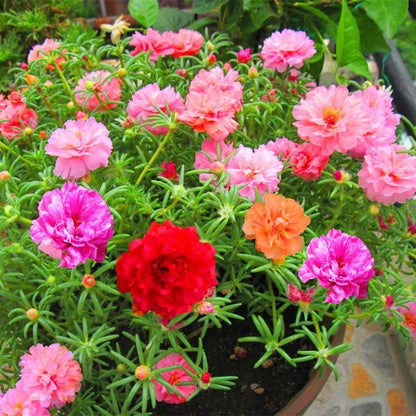 🌺Last Day Sale - 60% OFF💐10000 Pcs Muti-color Portulaca Flower Seeds