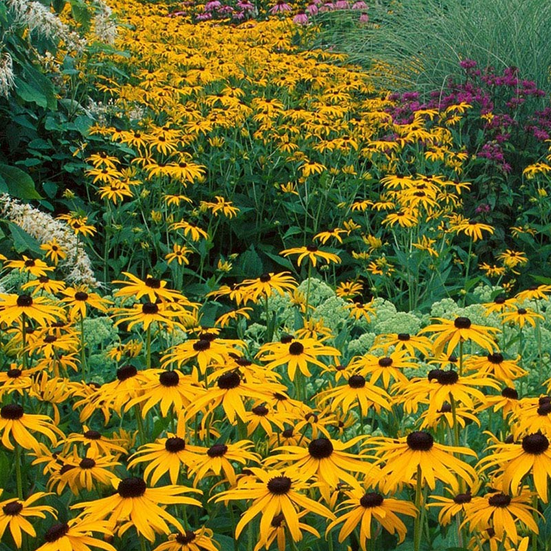 Black Eyed Susan Seeds