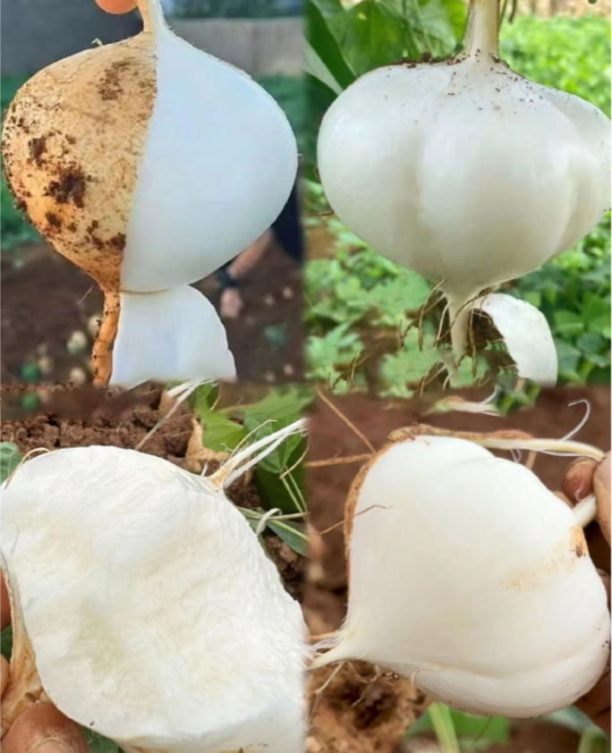 Jicama Pachyrhizus Erosus Seeds