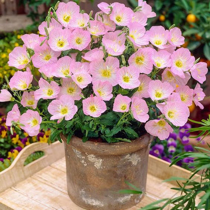 🌸Beautiful evening primrose seeds