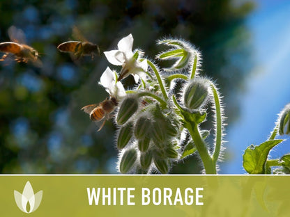 😍😍Last Day Sale - 60% OFF✨White Borage Seeds