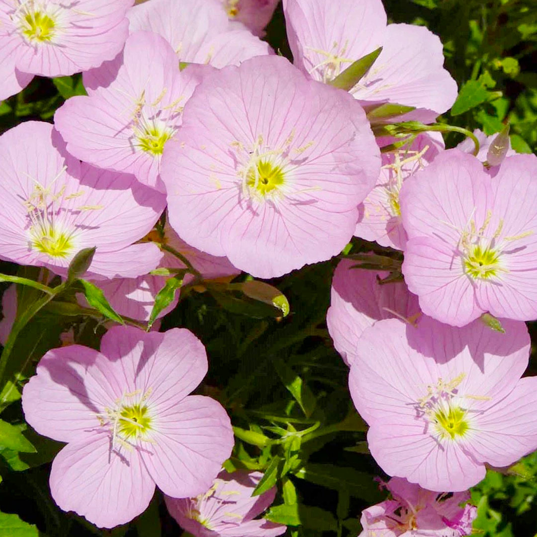 🌸Beautiful evening primrose seeds