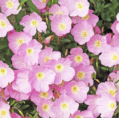 🌸Beautiful evening primrose seeds