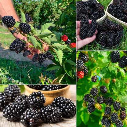 🔥Sweet Giant Blackberry Seeds