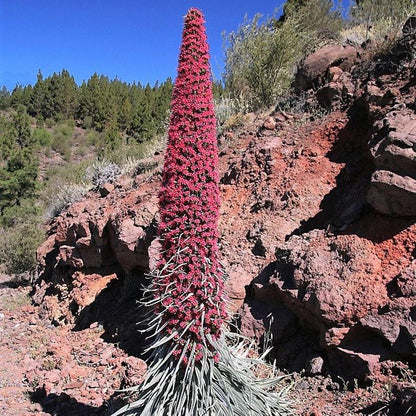 TOWER OF JEWELS Red Bugloss Echium Wildpretii Ruby Hummingbird Flower Seeds *Flat Shipping