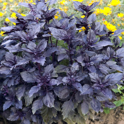 😍Last Day Sale - 60% OFF✨Organic Basil Seeds