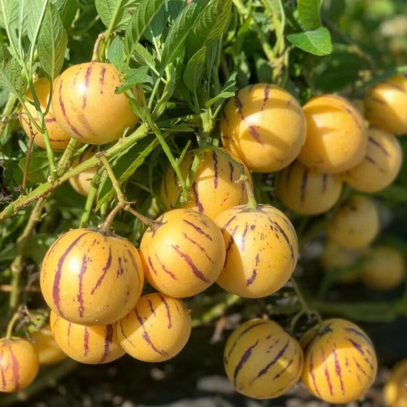 Last Day Sale - 60% OFF🍈 Solanum Muricatum Melon Pear（Ginseng fruit）Seeds(98% Germination)⚡