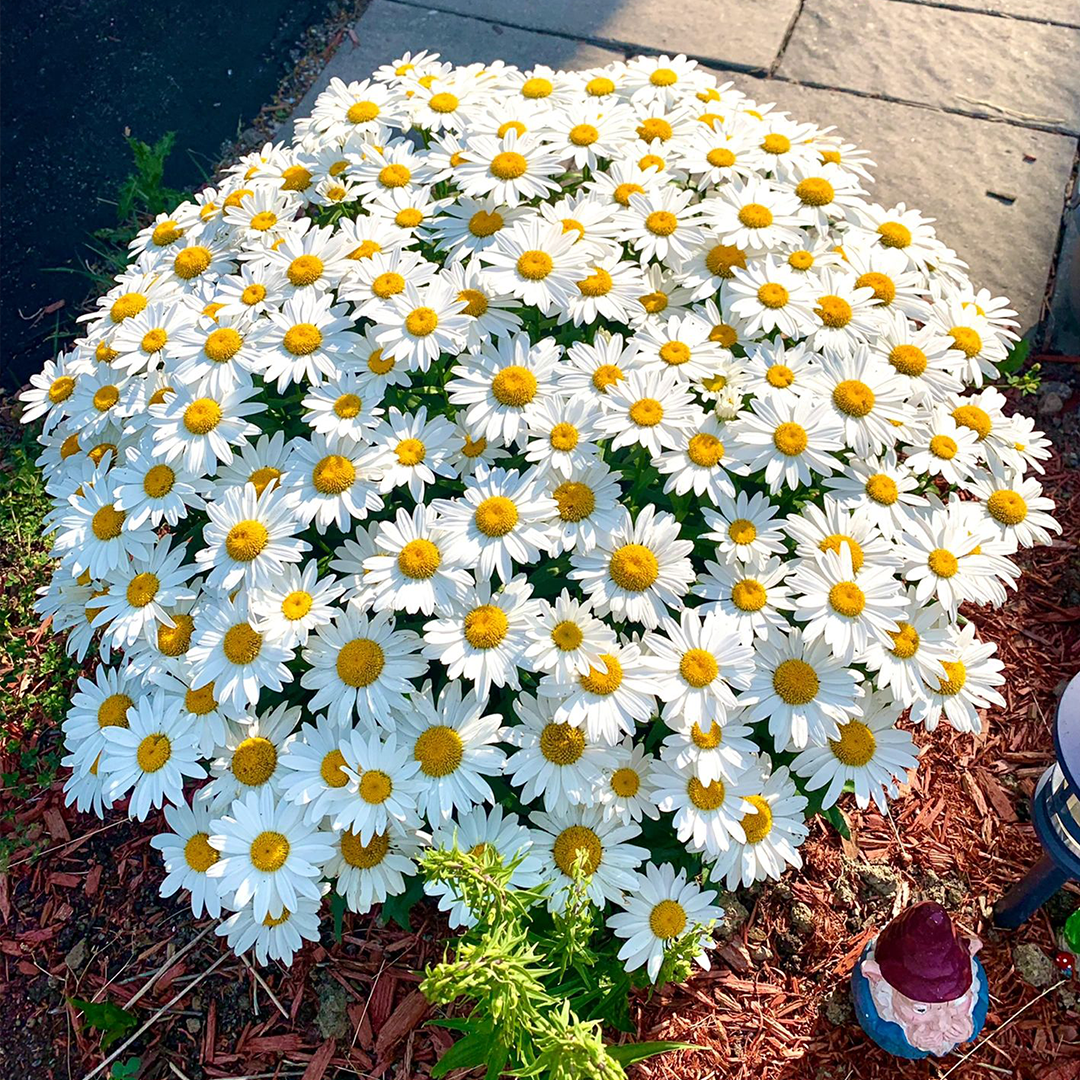 Popular Groundcover-Daisy Seeds