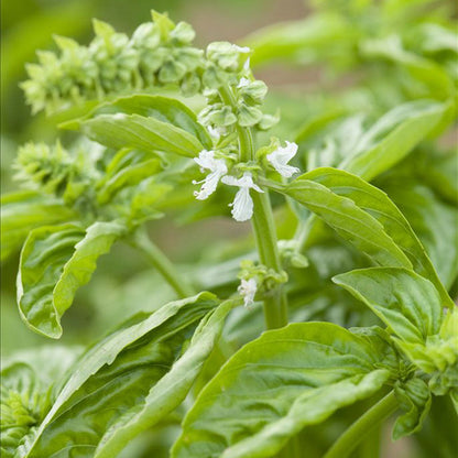 😍Last Day Sale - 60% OFF✨Organic Basil Seeds