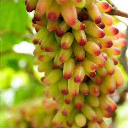 Last Day Sale - 60% OFF🍇Manicure Finger Grapes Seeds(98% Germination)