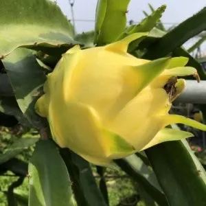 Multi-colored Dragon Fruit Seeds