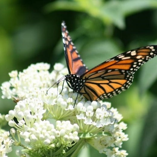 Swamp Milkweed Seeds - Mix