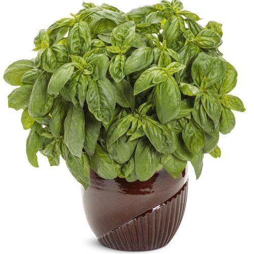 🌱Pesto Besto Sweet Italian Basil