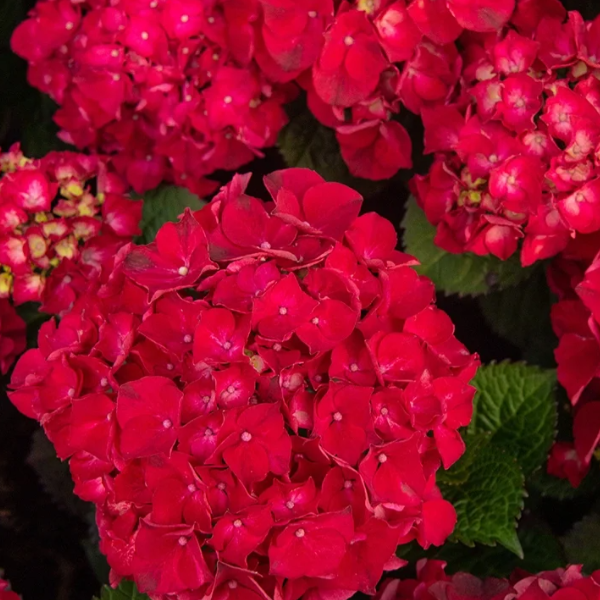 🌼Perennial Hydrangea Seeds