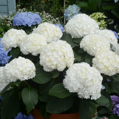 🌼Perennial Hydrangea Seeds