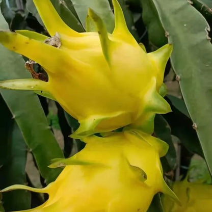 Multi-colored Dragon Fruit Seeds