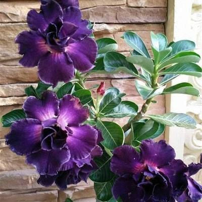 💐Desert Rose Seeds💖Various Colors🌱Long Flowering Period