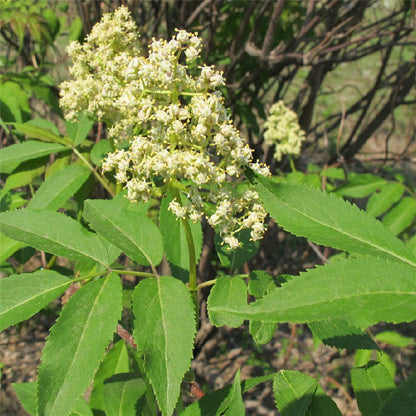 😍Last Day Sale - 60% OFF✨Elderberry Seeds--Gaea's Blessing Seeds