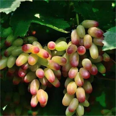 Last Day Sale - 60% OFF🍇Manicure Finger Grapes Seeds(98% Germination)