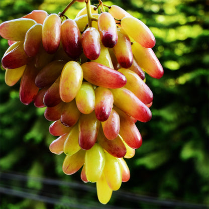 Last Day Sale - 60% OFF🍇Manicure Finger Grapes Seeds(98% Germination)