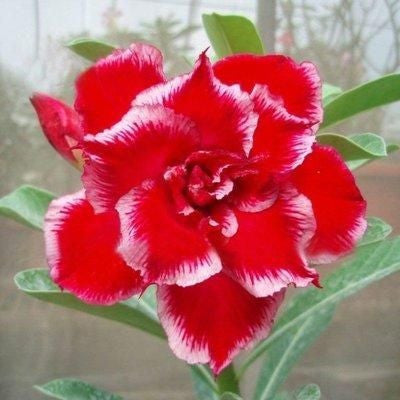 💐Desert Rose Seeds💖Various Colors🌱Long Flowering Period